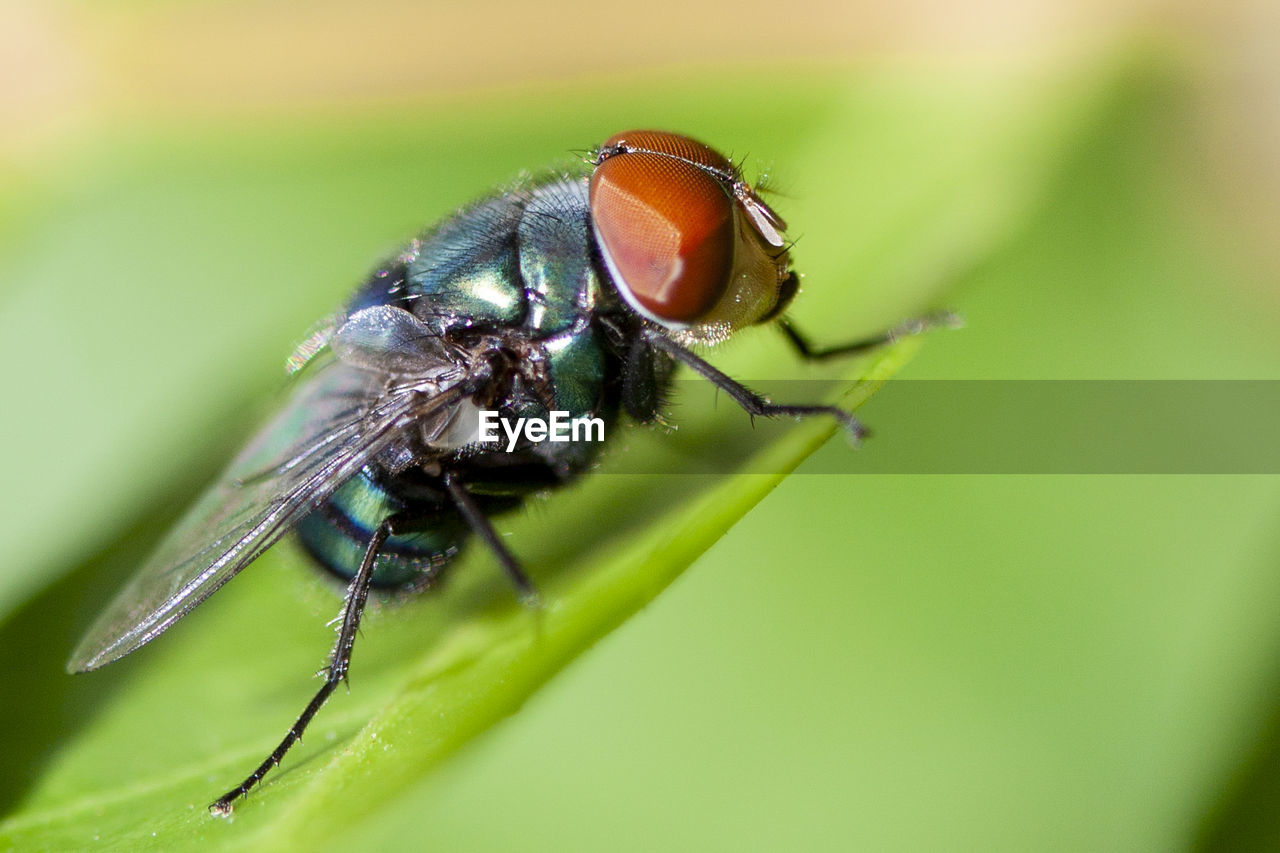 CLOSE-UP OF FLY ON PLANT