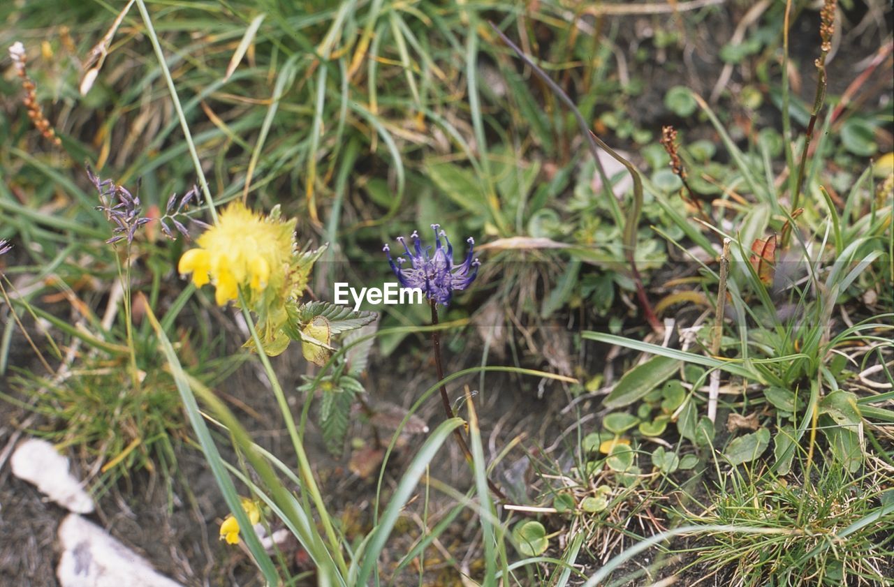 HIGH ANGLE VIEW OF FLOWERING PLANT ON FIELD