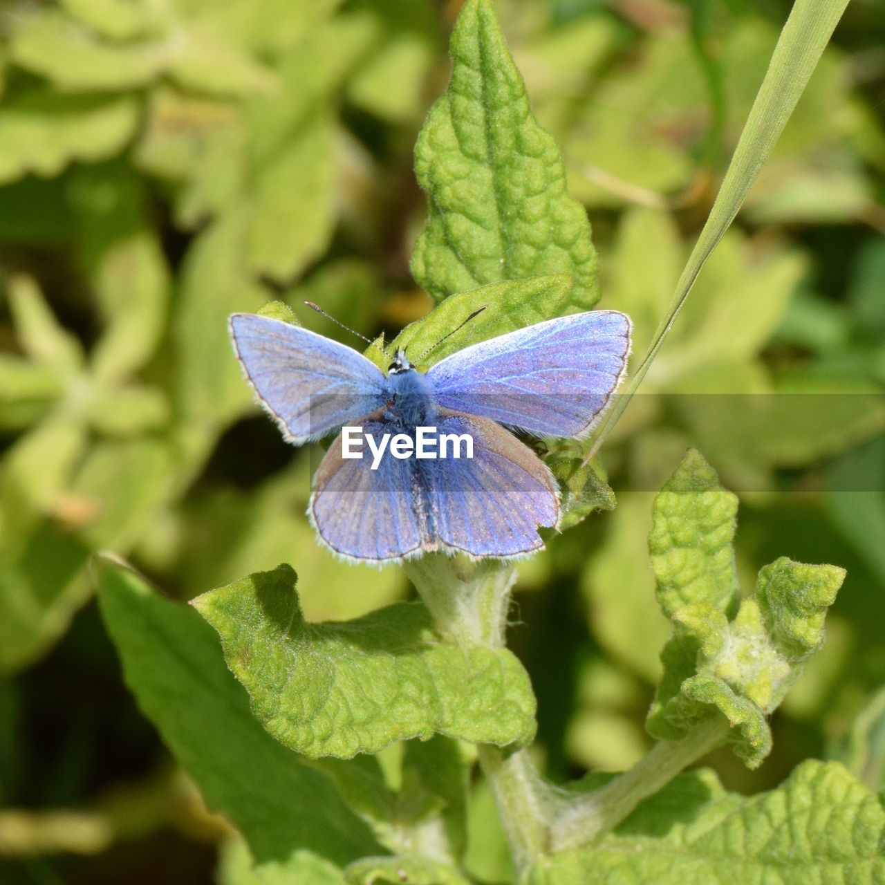 BUTTERFLY ON FLOWER