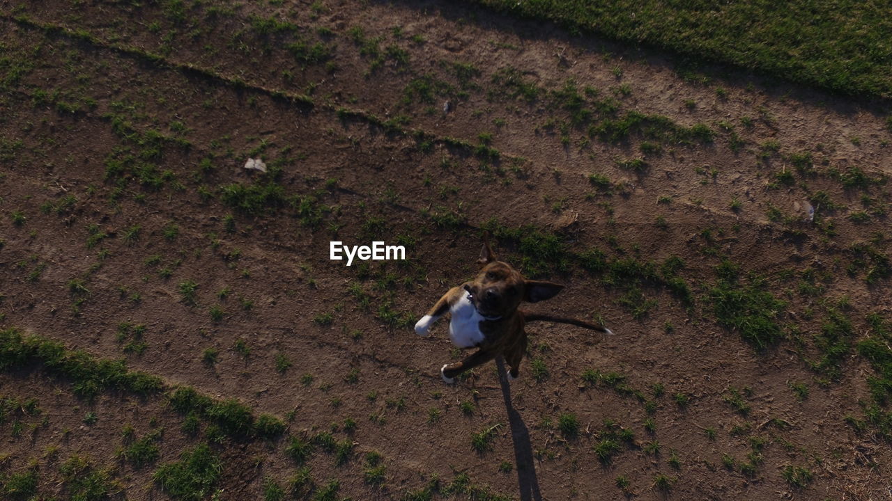 HIGH ANGLE VIEW OF HORSE ON LAND