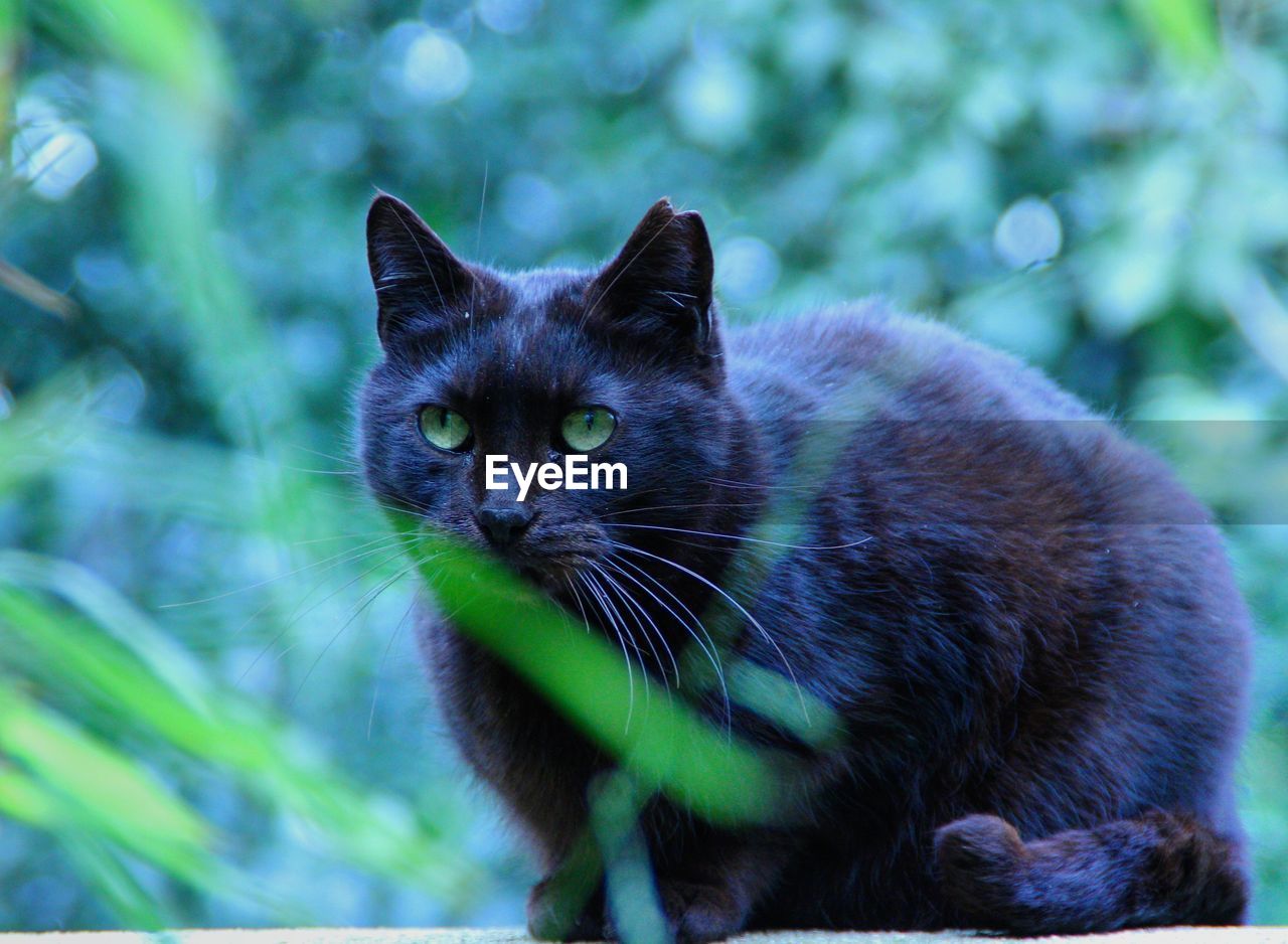 CLOSE-UP PORTRAIT OF BLACK CAT OUTDOORS