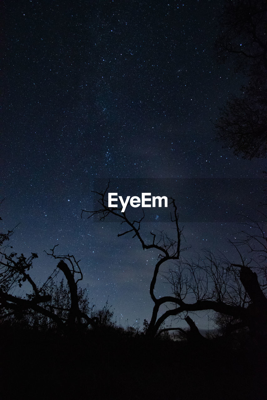 Branches silhouetted against stars