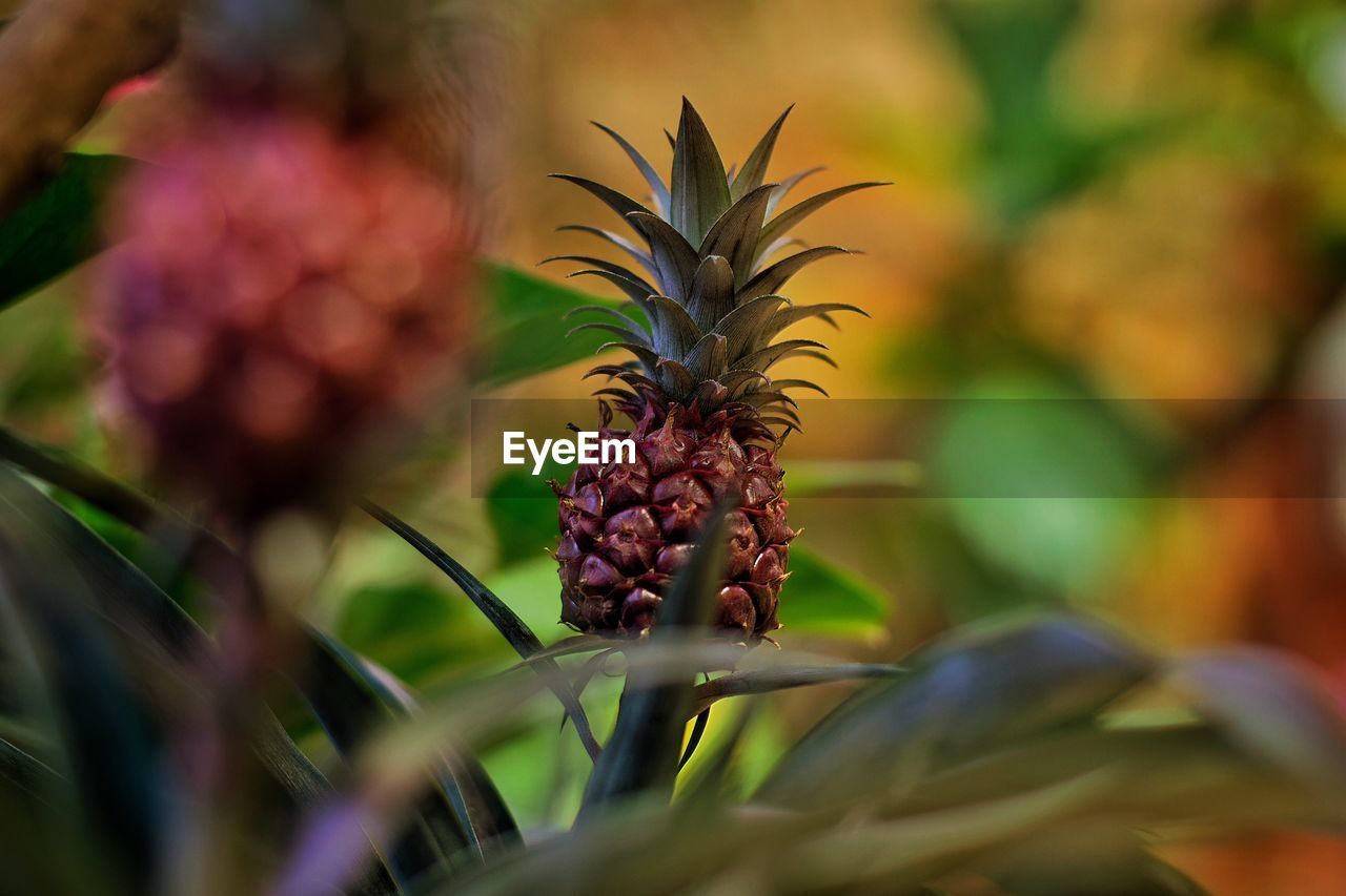 Close-up of pineapple growing outdoors