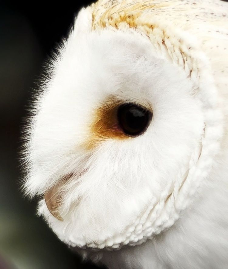 Close-up of barn owl