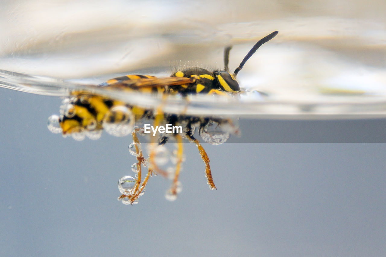 Thursty wasp swimming for its life in a glass of water