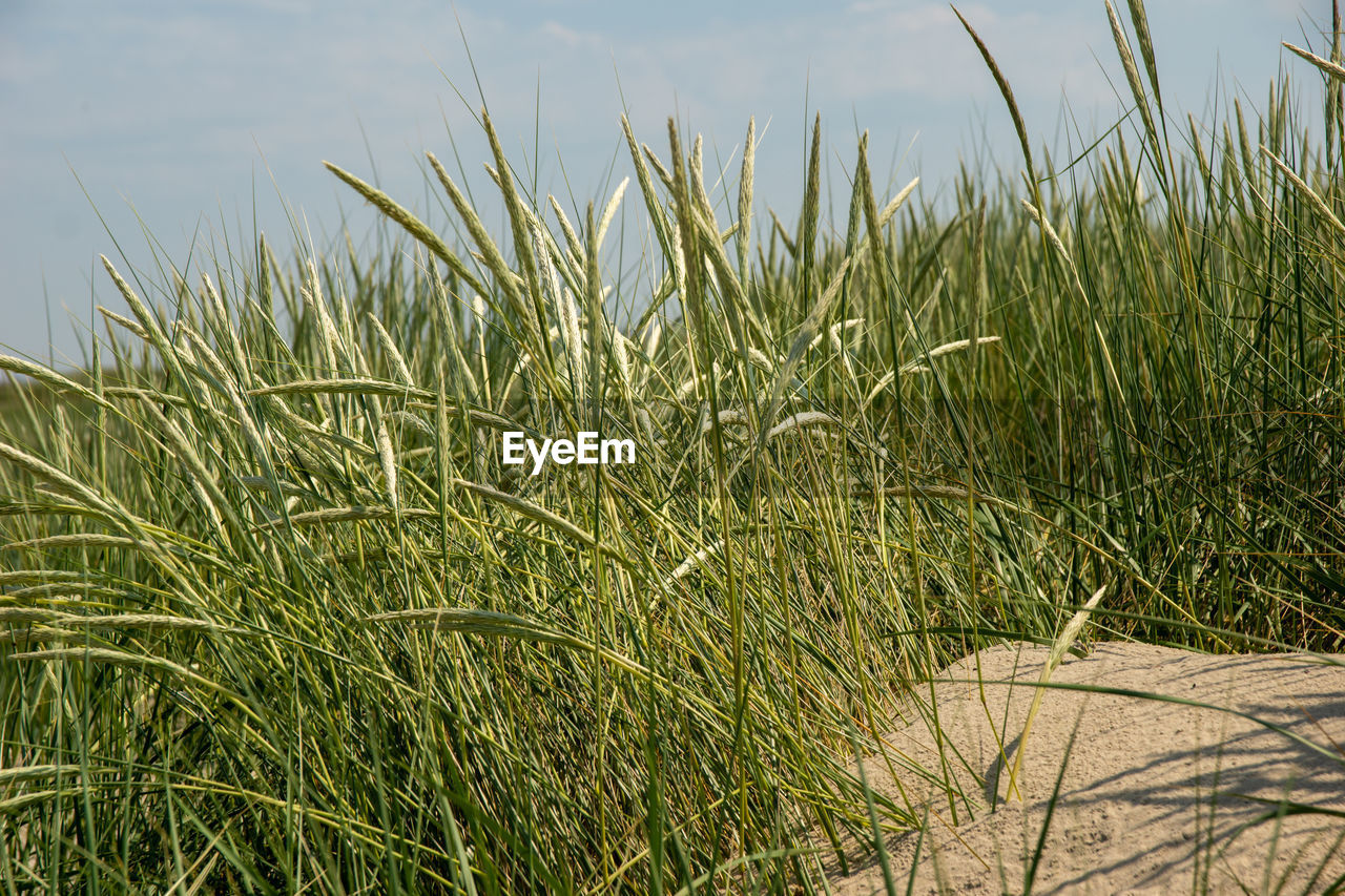 Close-up of stalks in field against sky