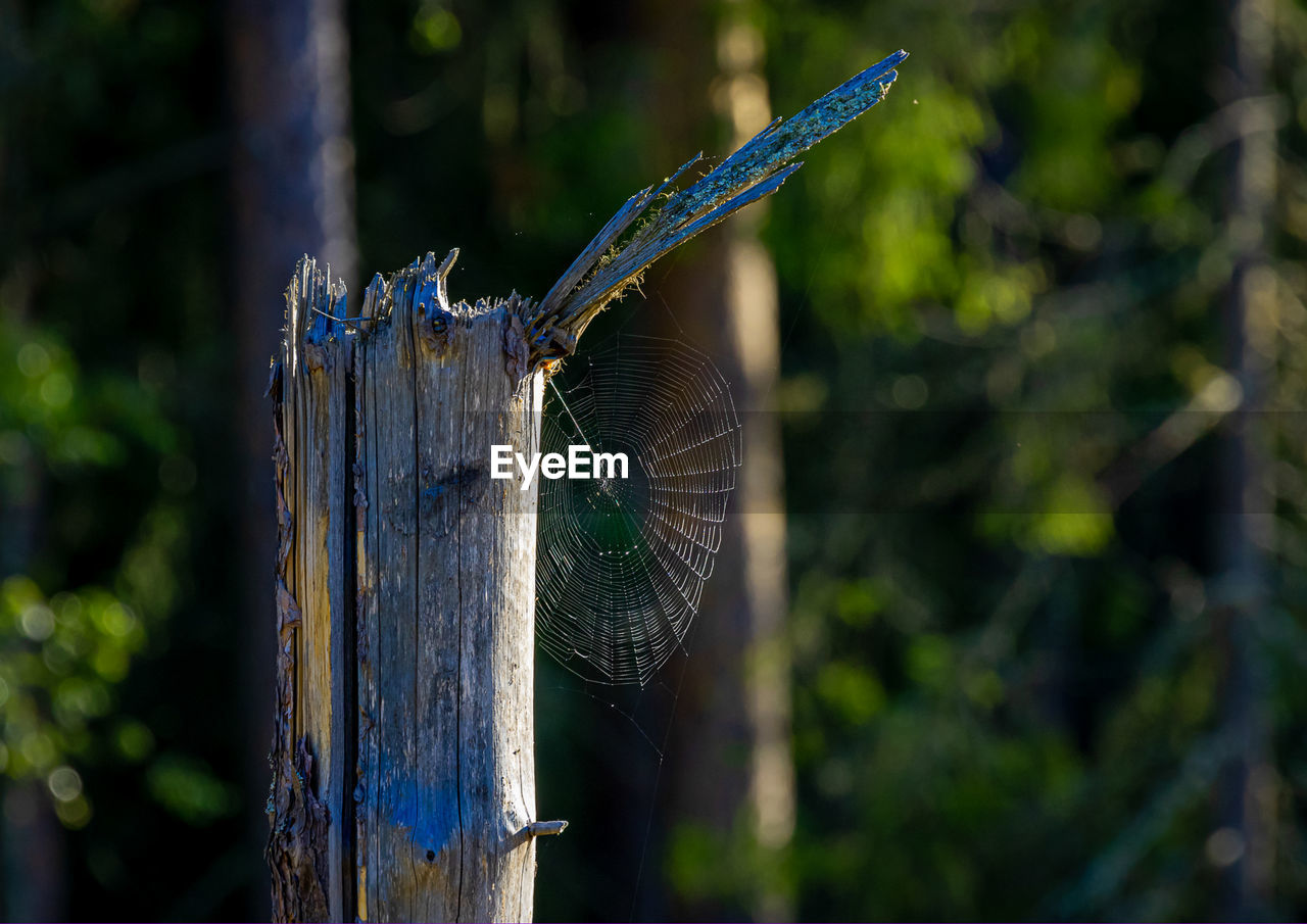 Close-up of barbed wire on wooden fence