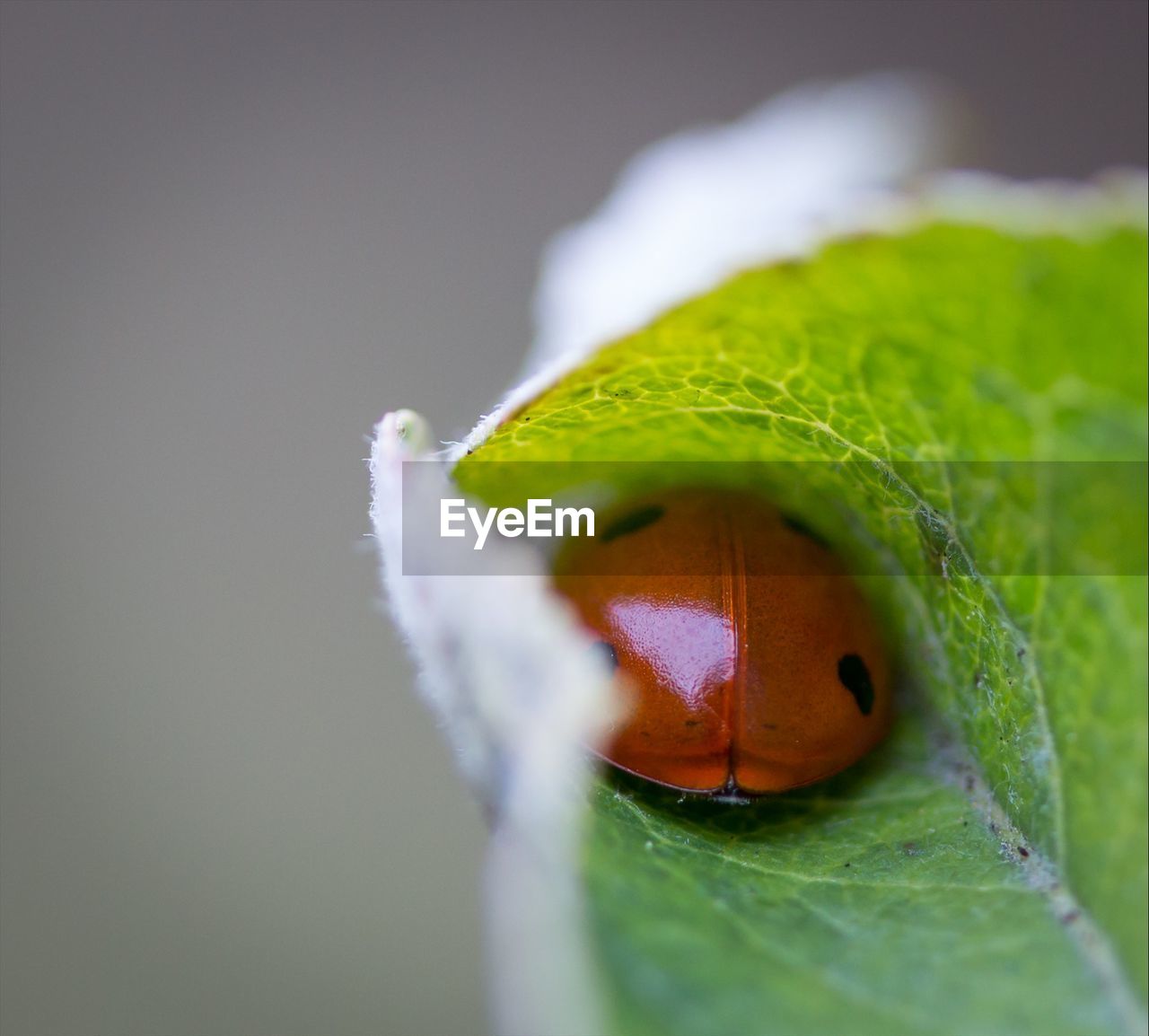 Close-up of ladybug on leaf