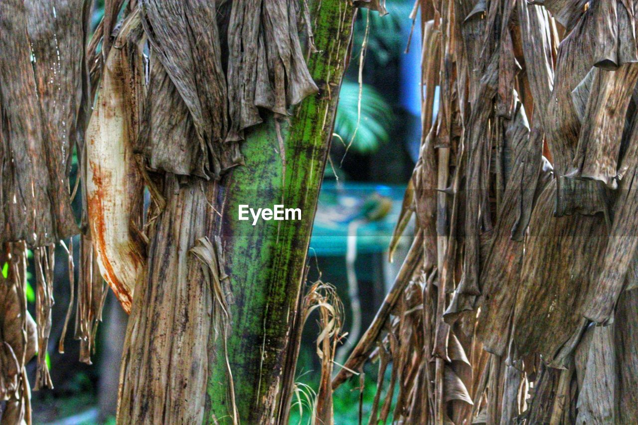 CLOSE-UP OF TREE TRUNK