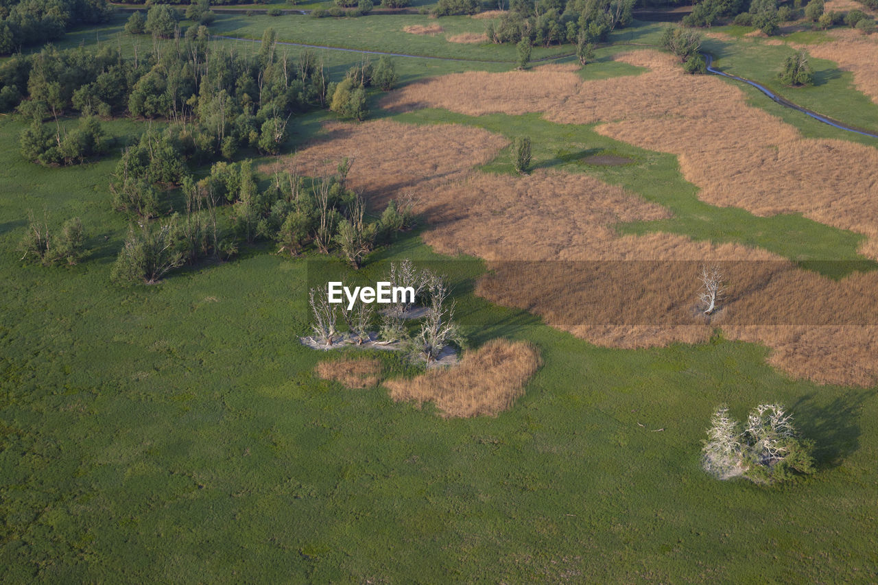 HIGH ANGLE VIEW OF PLANTS ON LAND