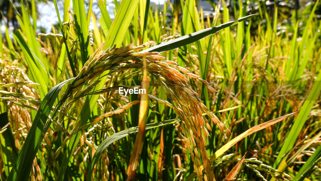 plant, growth, agriculture, field, crop, cereal plant, land, rural scene, farm, green, nature, food, landscape, beauty in nature, paddy field, grass, no people, day, close-up, food and drink, outdoors, sunlight, tranquility, focus on foreground, wheat, environment, corn