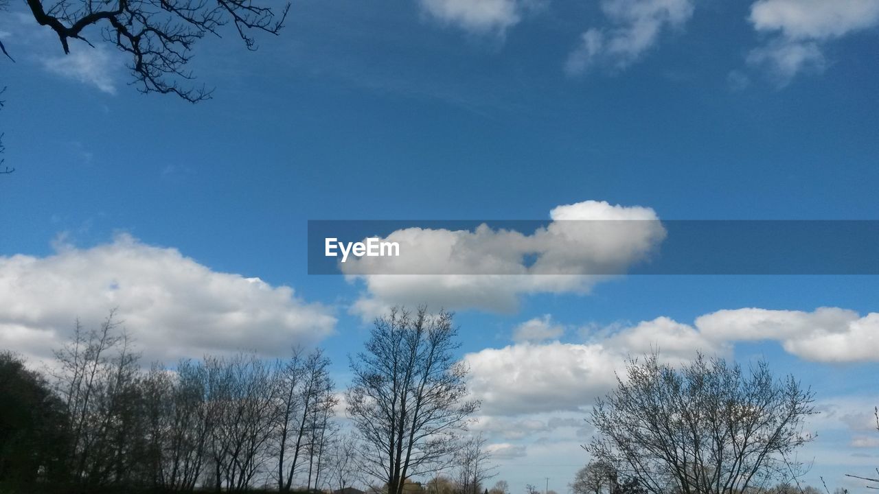 LOW ANGLE VIEW OF BARE TREES AGAINST SKY