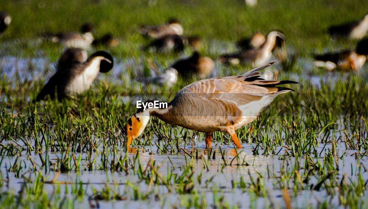 CLOSE-UP OF DUCKS ON FIELD