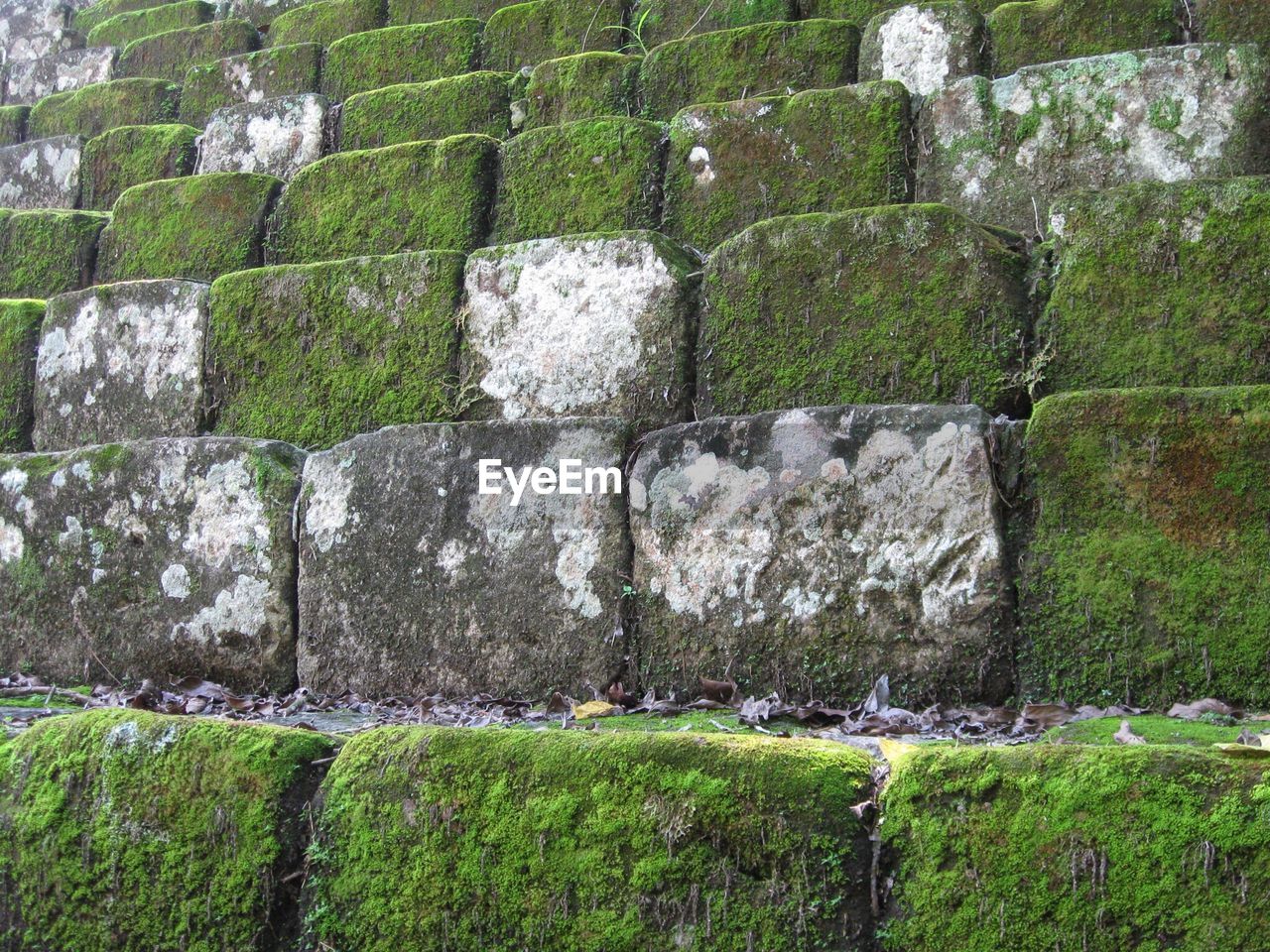 PLANTS GROWING ON STONE WALL