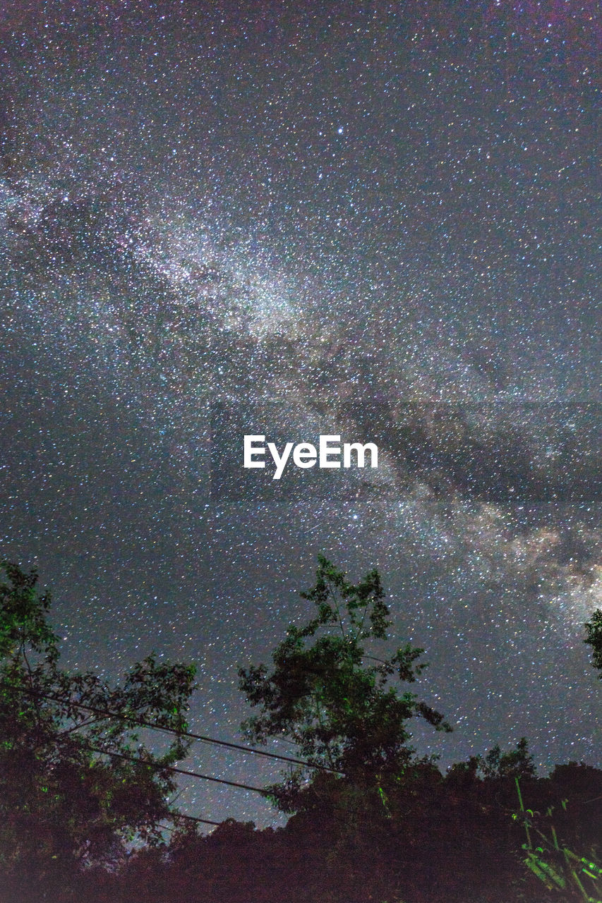 LOW ANGLE VIEW OF TREES AGAINST STAR FIELD