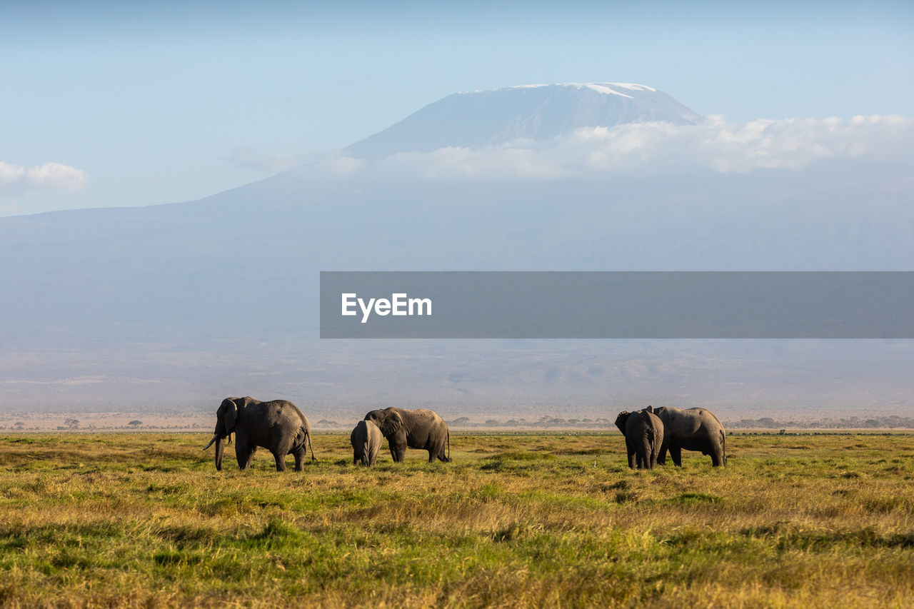 elephants on pasture