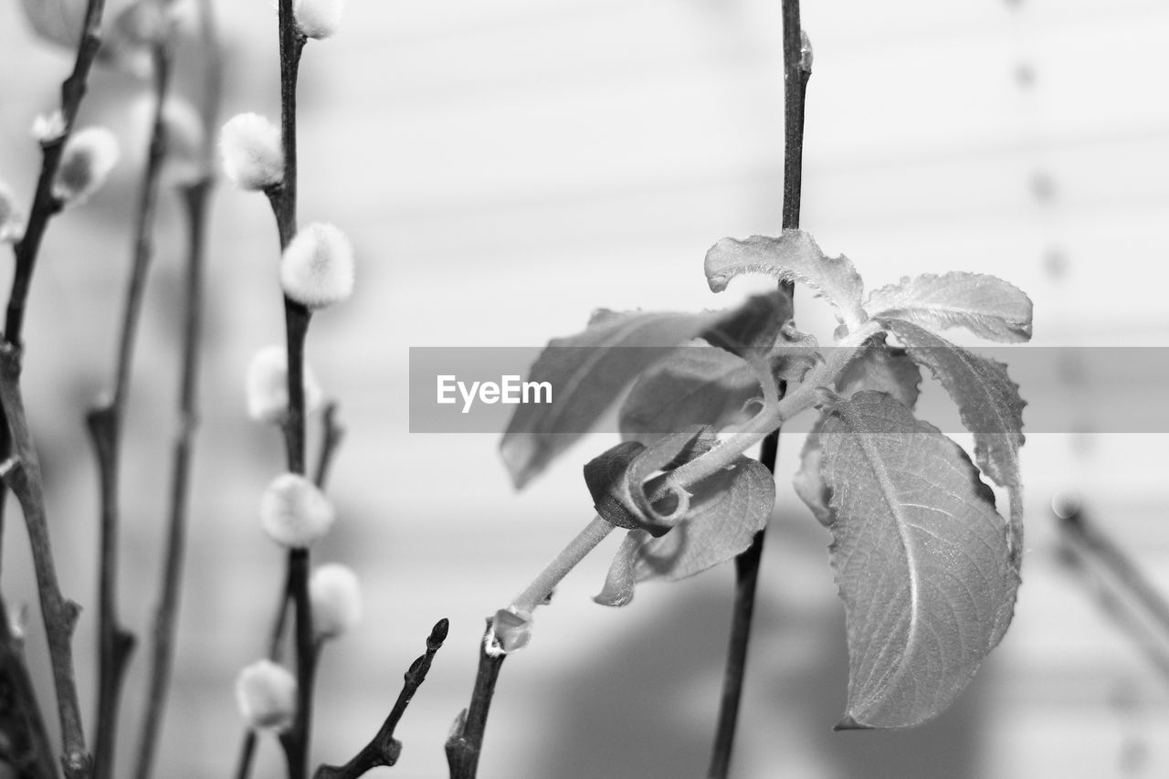 Close-up of leaves against blurred background