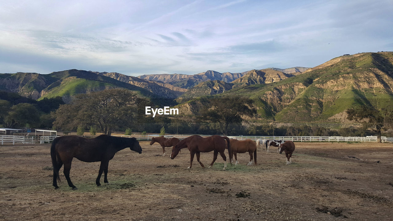 HORSES STANDING IN A FARM