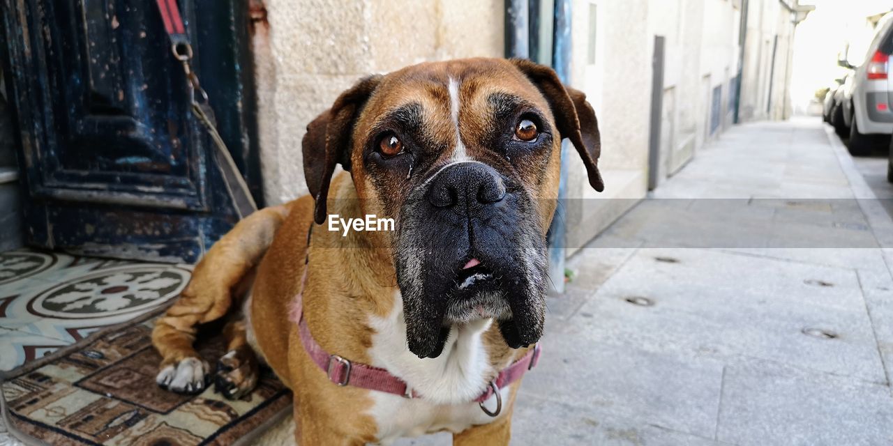 pet, dog, canine, mammal, one animal, domestic animals, animal themes, animal, portrait, looking at camera, boxer, footpath, carnivore, day, architecture, no people, wheel, street, city, sidewalk, collar, building exterior, guard dog, bullmastiff, boxer - dog