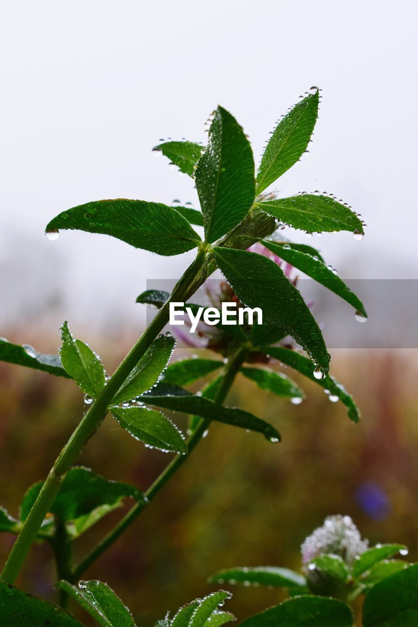 CLOSE-UP OF PLANT WITH DEW DROPS