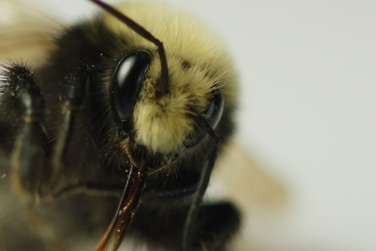 Extreme close-up of bee