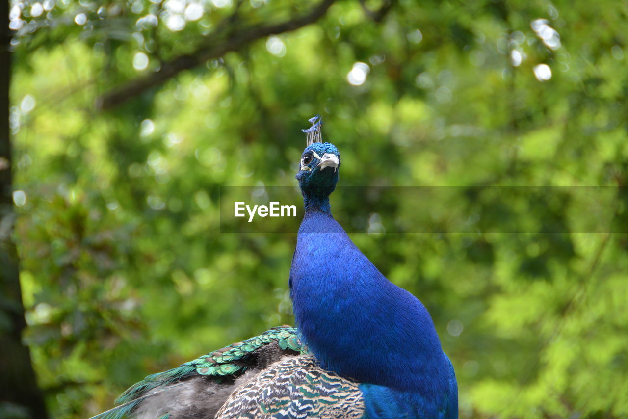 Close-up of peacock at forest