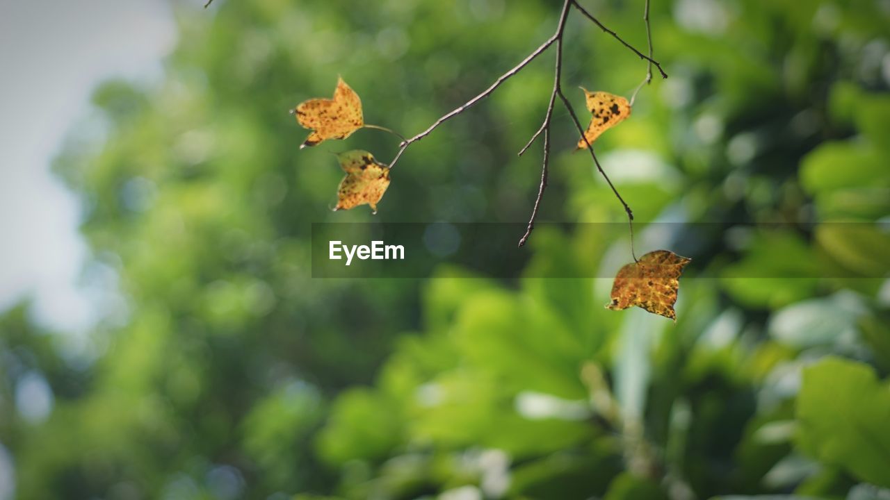 CLOSE-UP OF LEAVES ON GROUND