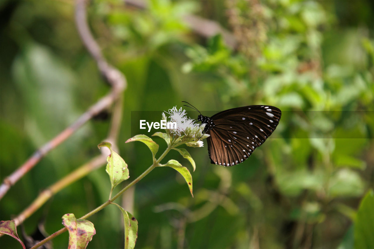 Close-up of butterfly pollinating on flower