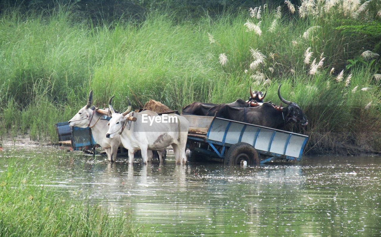 Ox carts collecting river sand