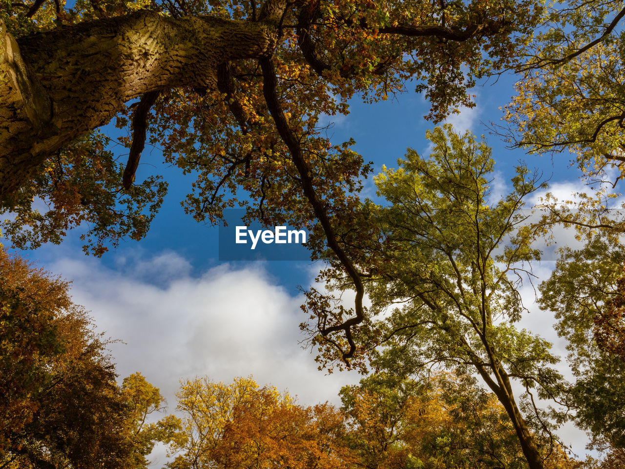 Low angle view of trees against sky