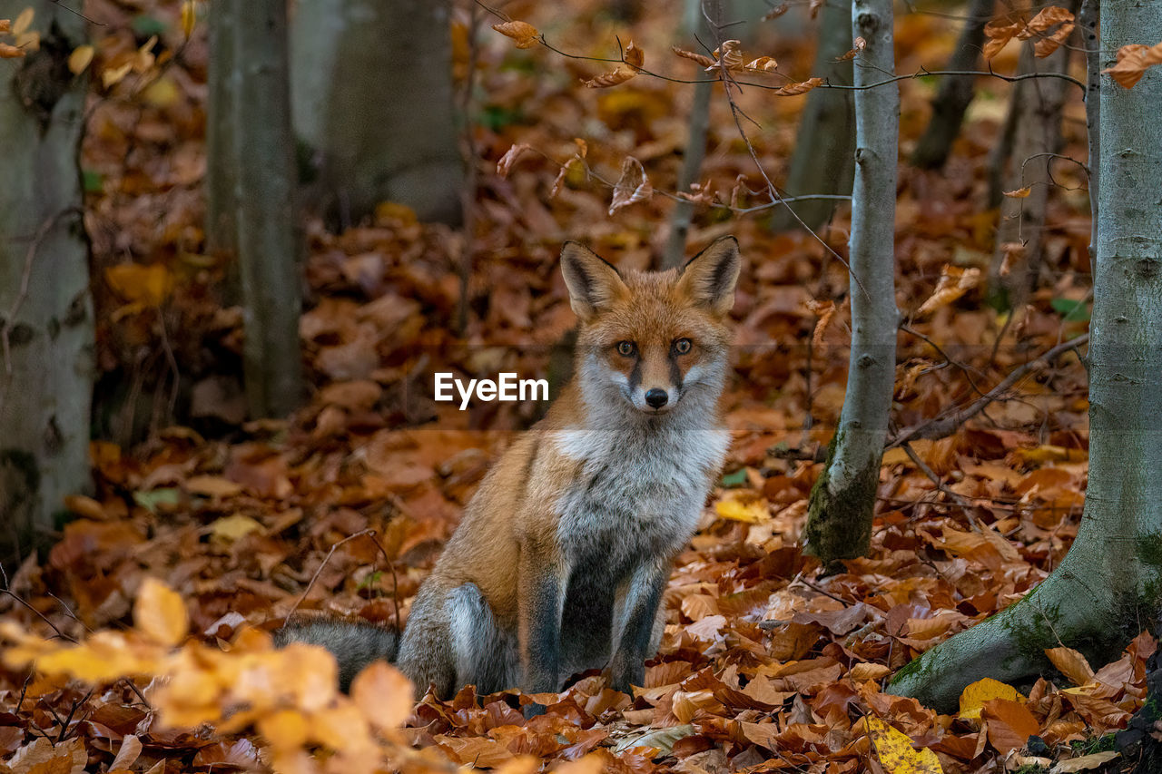 Portrait of fox lying on ground during autumn forest