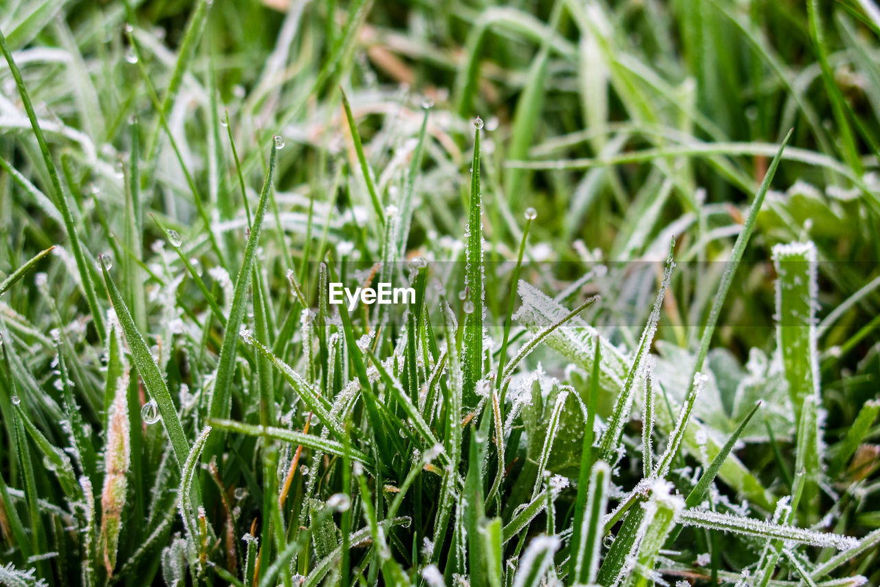 Close-up of fresh green grass in field