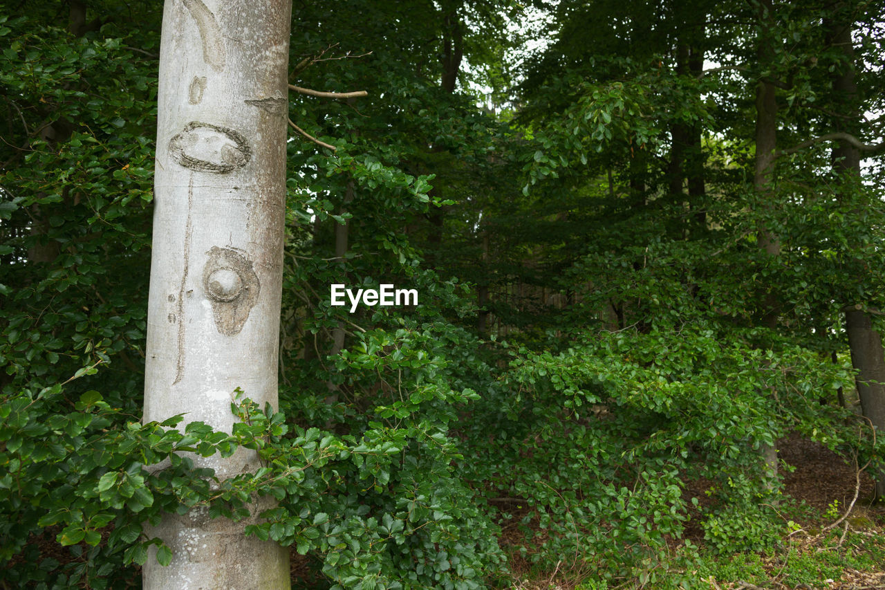 CLOSE-UP OF TREE TRUNKS IN FOREST