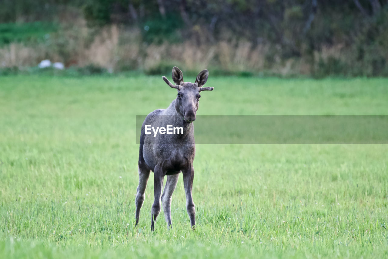 Elk standing on a green field 