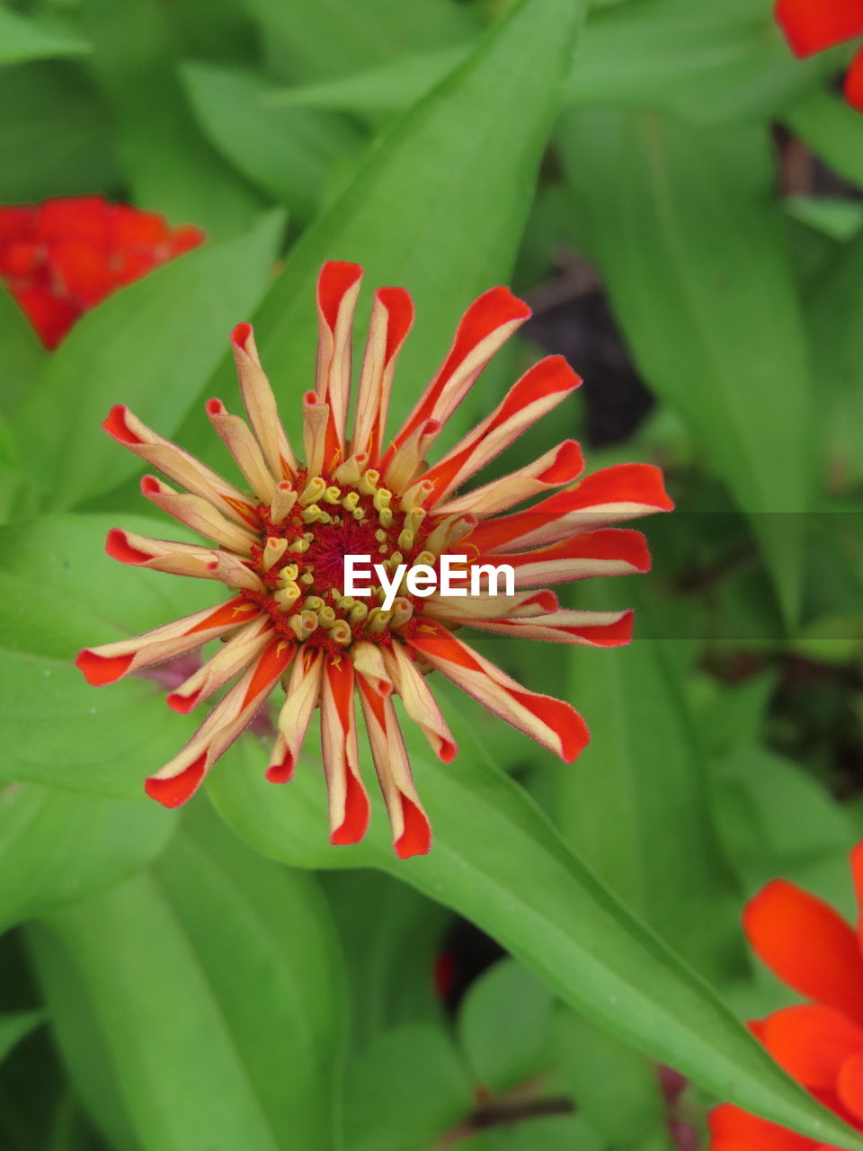 CLOSE-UP OF RED FLOWER AGAINST BLURRED BACKGROUND