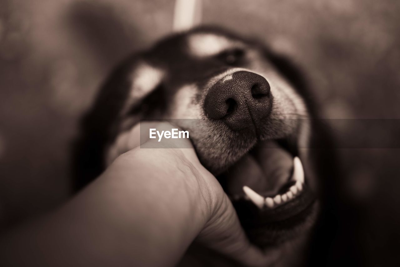 CLOSE-UP OF A DOG WITH HAND