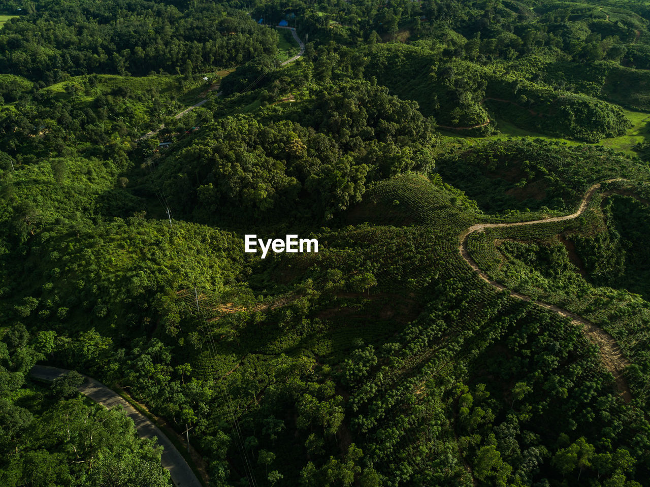 High angle view of tea plantations