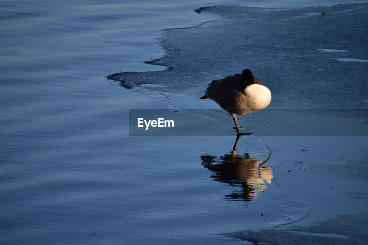 DUCK ON LAKE