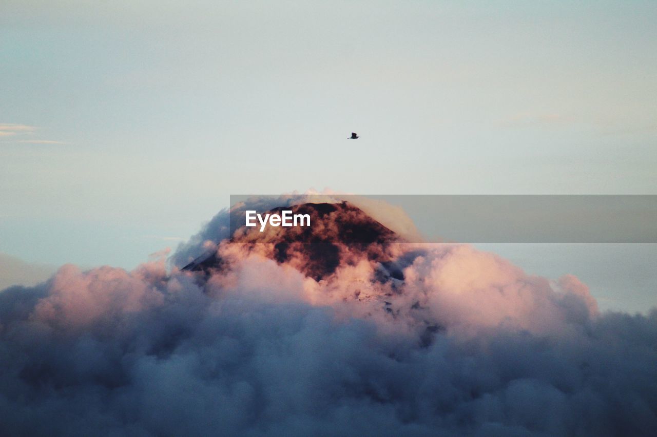 Low angle view of bird flying in sky