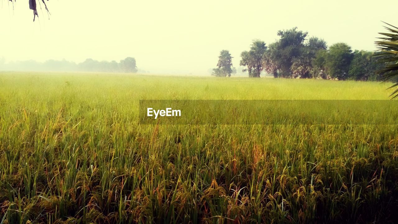 VIEW OF WHEAT FIELD AGAINST CLEAR SKY