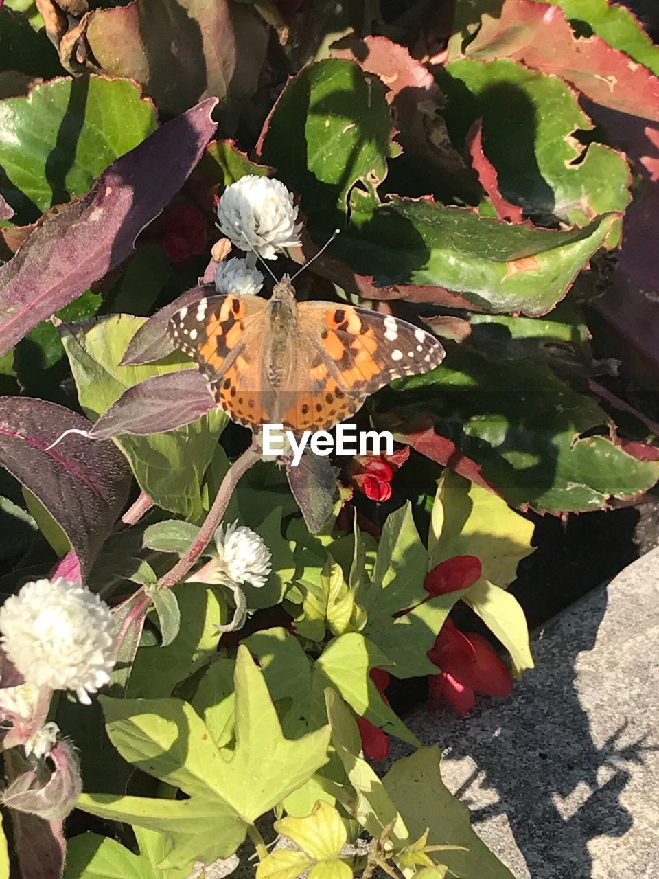 HIGH ANGLE VIEW OF INSECT ON PLANTS