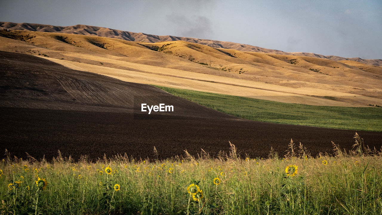 Scenic view of field against sky