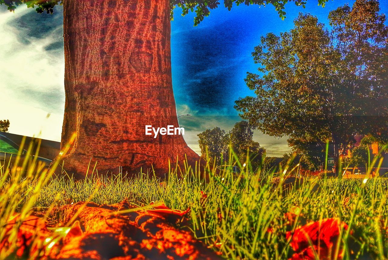 TREES ON GRASSY FIELD AGAINST CLOUDY SKY