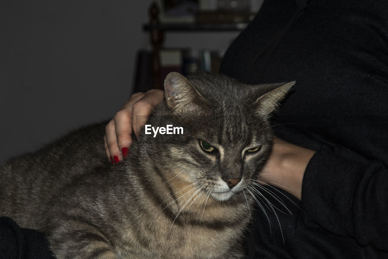 PORTRAIT OF CAT ON SOFA AT HOME
