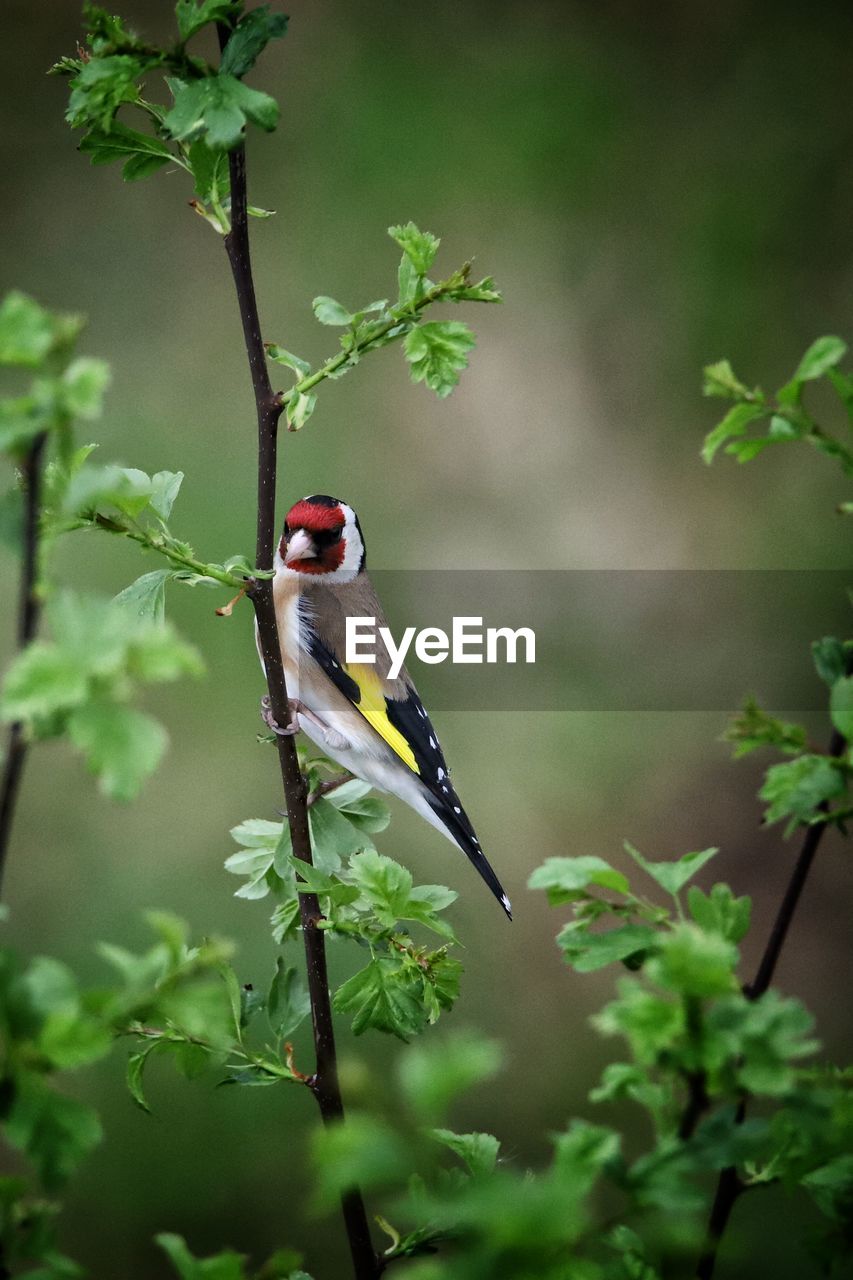 BIRD PERCHING ON PLANT