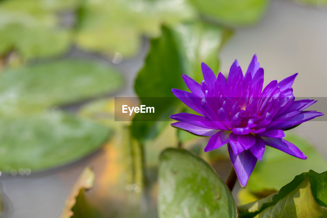 CLOSE-UP OF LOTUS WATER LILY IN POND