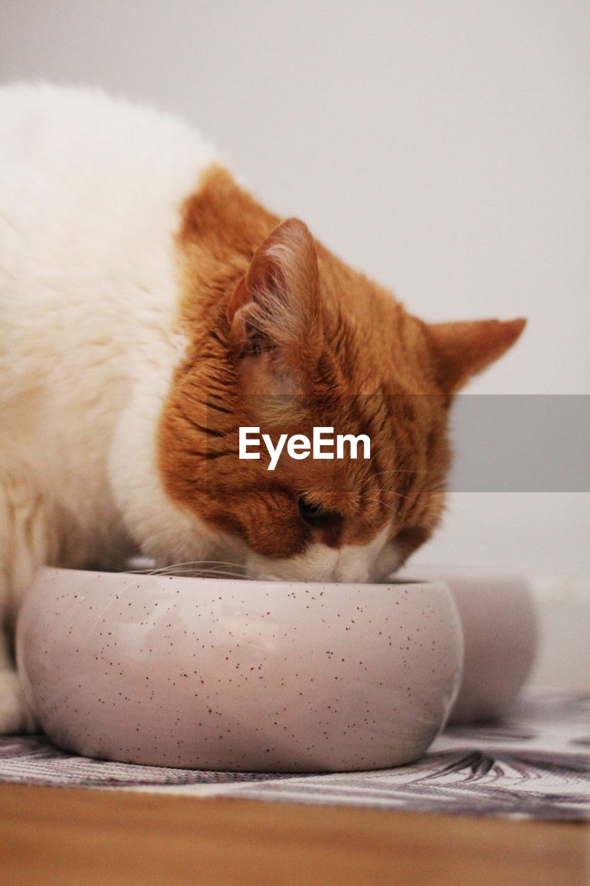 Hungry cat eating from bowl 