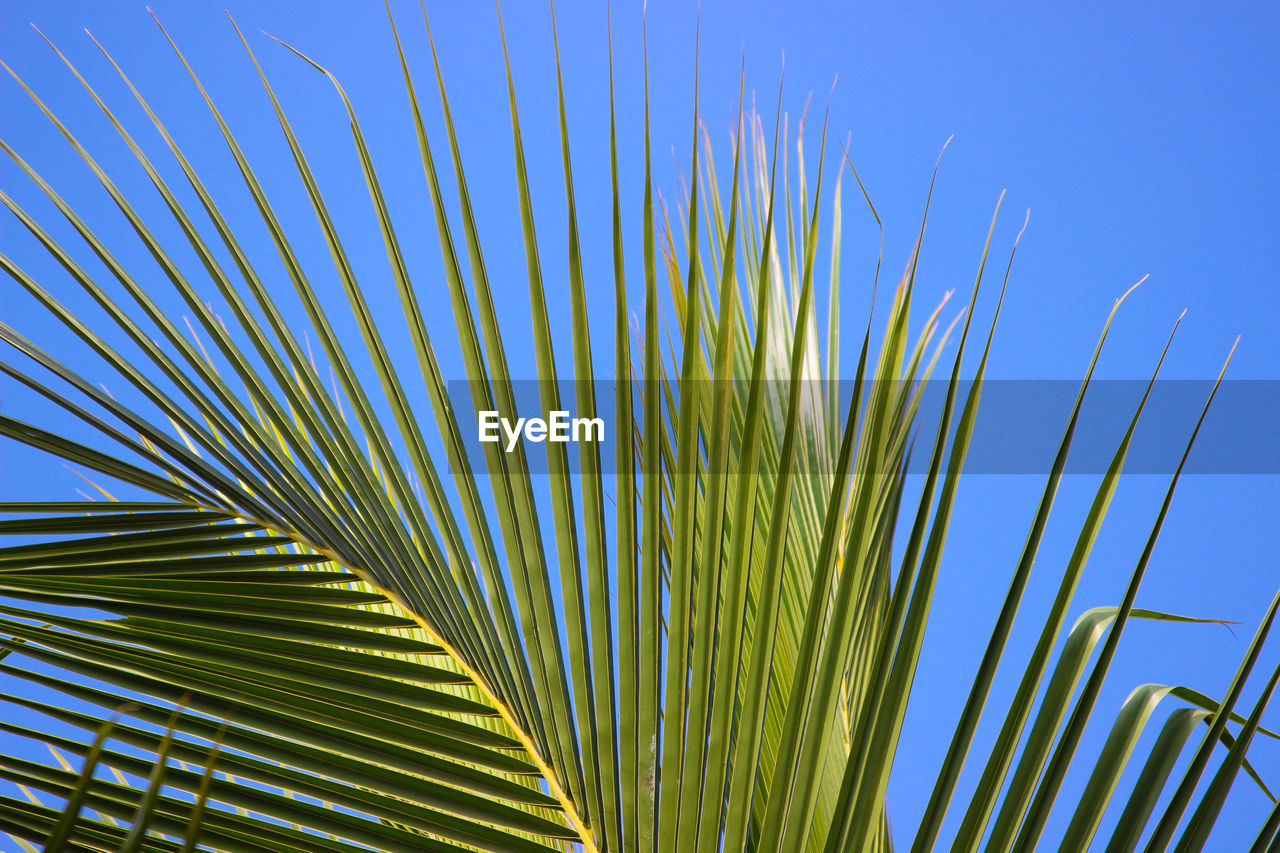 Low angle view of palm leaves against clear blue sky