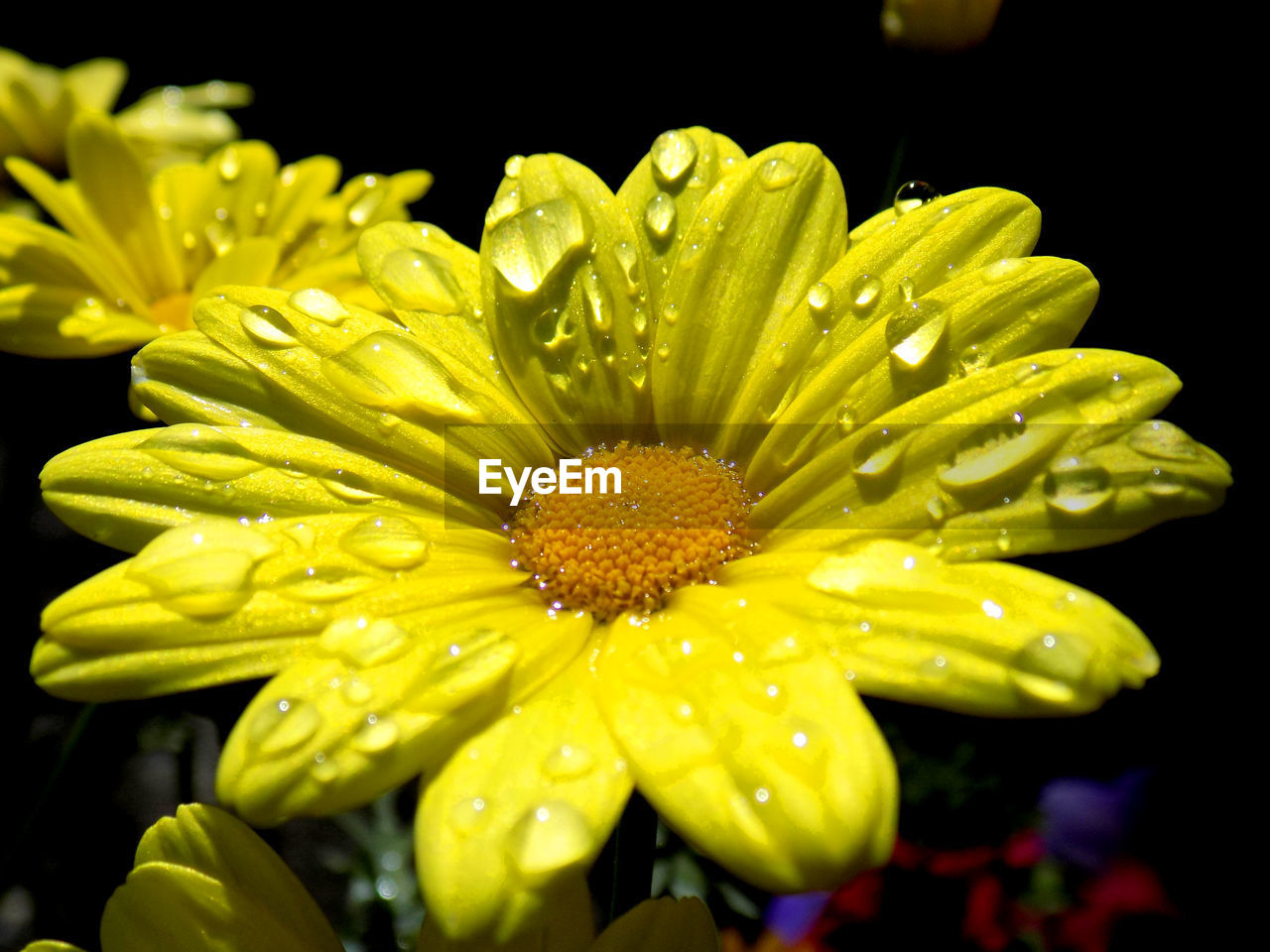 CLOSE-UP OF YELLOW FLOWERS BLOOMING OUTDOORS