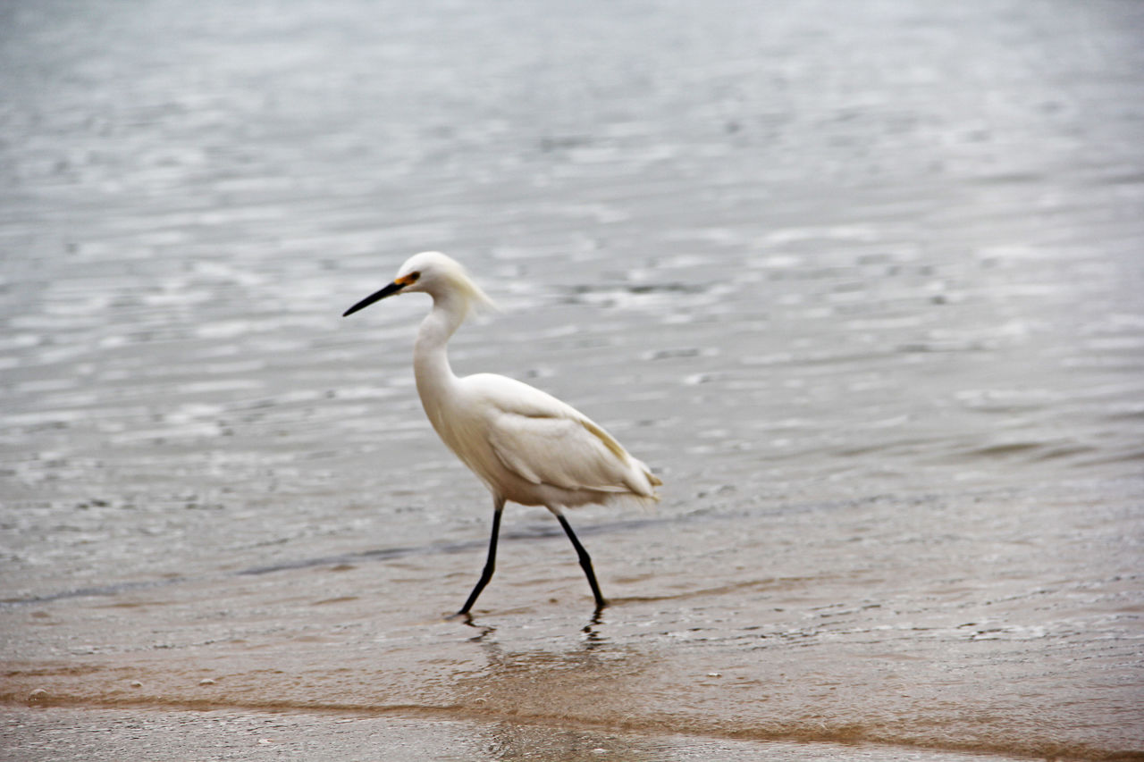 SIDE VIEW OF A BIRD ON WATER